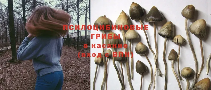 omg вход  Алушта  Псилоцибиновые грибы Psilocybe 